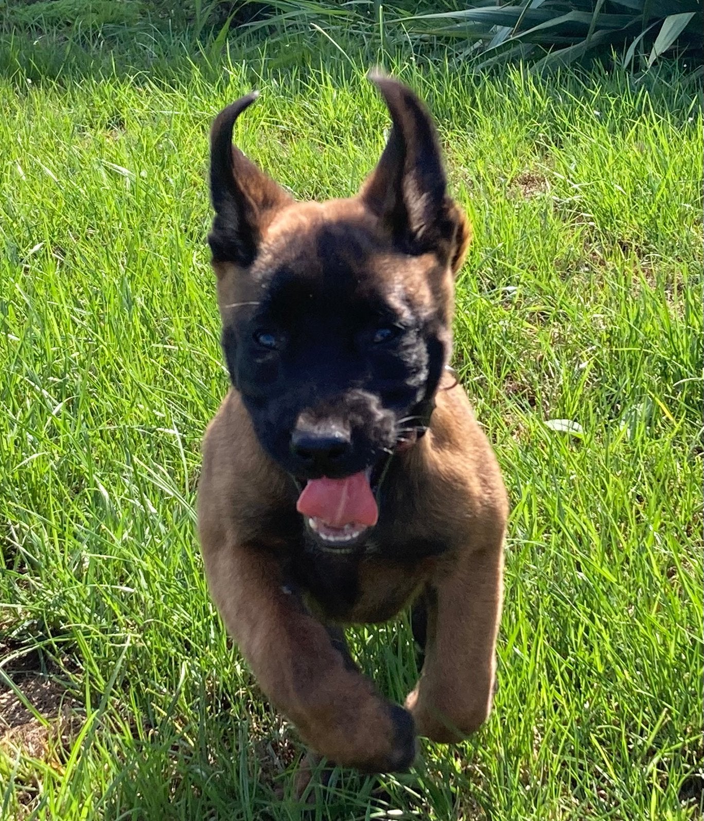 Prachtige, vrije mechelse herder teef, Parvo, 8 tot 15 weken, Teef, Eén hond