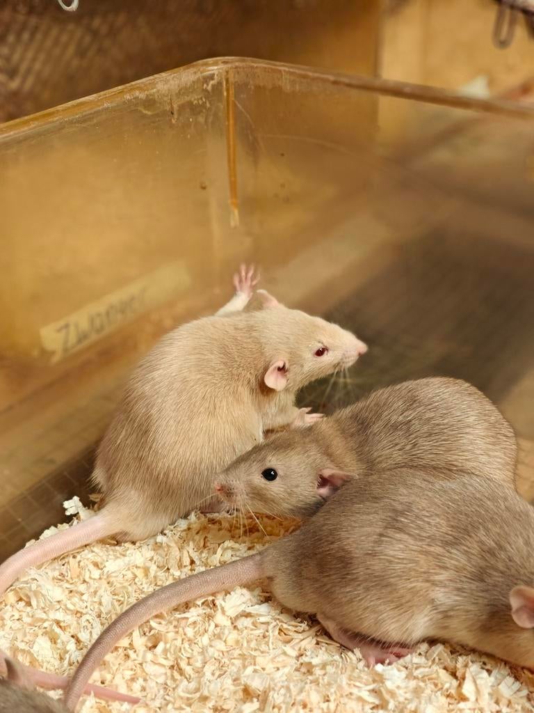 Nog 4 lieve rittens man te koop ~, Dieren en Toebehoren, Knaagdieren, Rat, Maart, Mannelijk, Tam