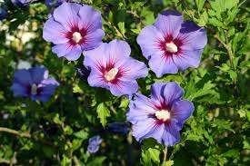 Hibiscus syriacus (Altheastruik), Overige soorten, Volle zon, Vaste plant, Ophalen of Verzenden