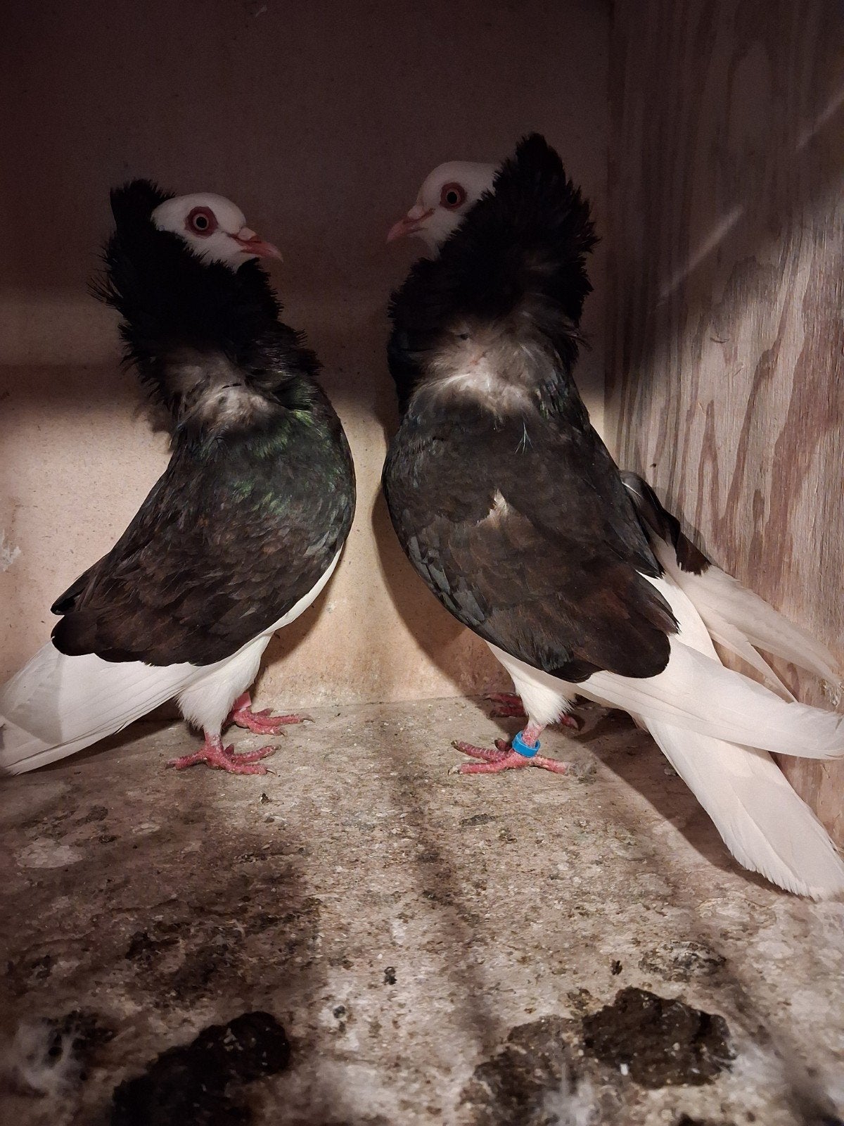 Koppel capucijner, Meerdere dieren, Overige soorten
