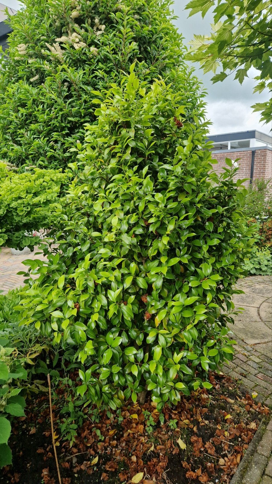 Camelia 200 cm, Ophalen, Overige soorten, Volle zon