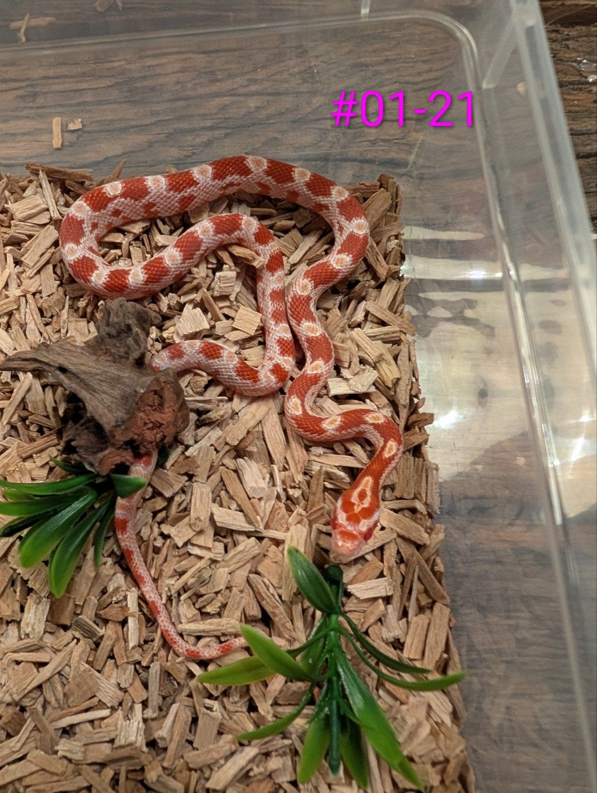 jonge rattenslangen  tessera/motley het. palmetto Rat Snake photo 6