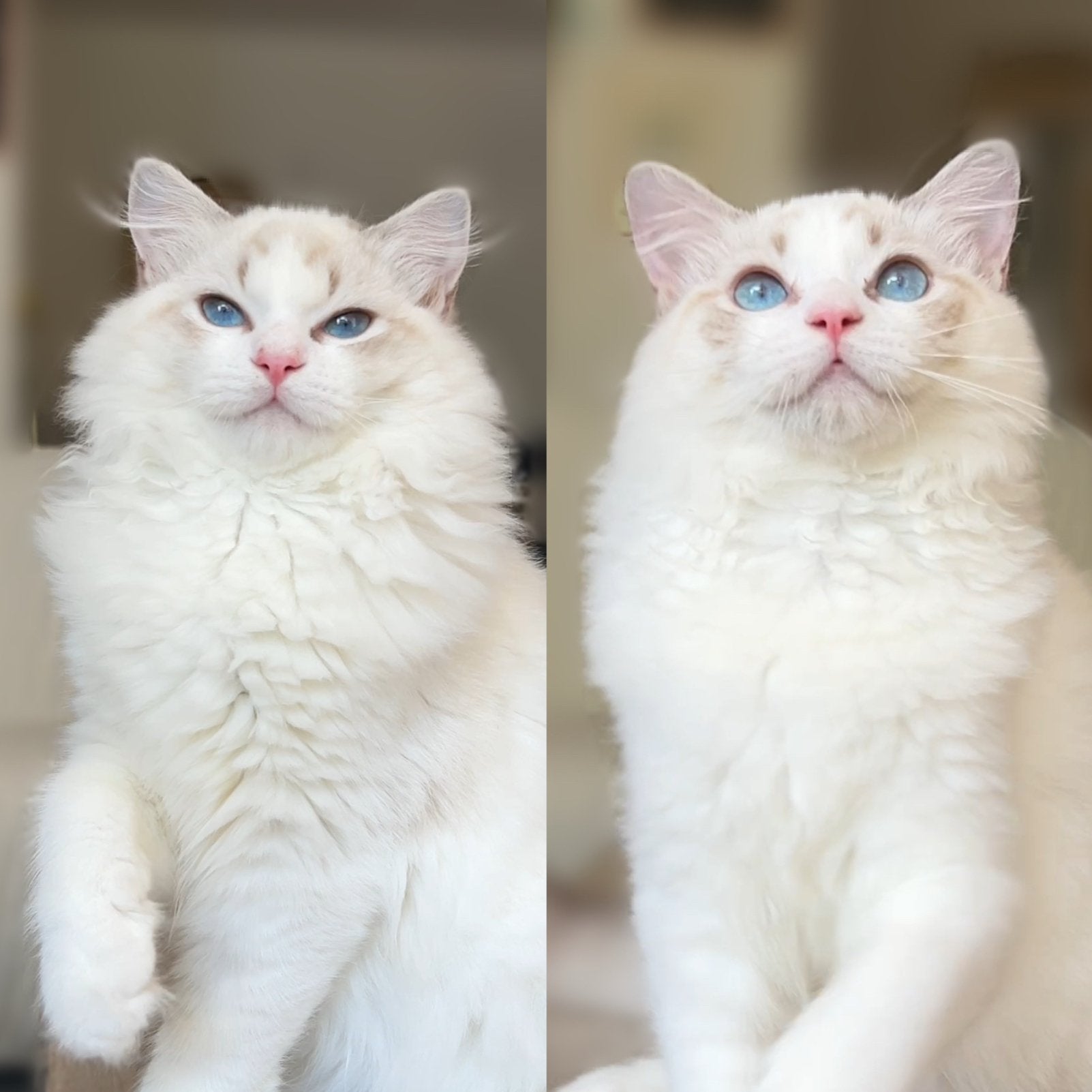 Lieve seal lynx bicolor ragdoll kittens met stamboom, Meerdere dieren, Met stamboom, 0 tot 2 jaar
