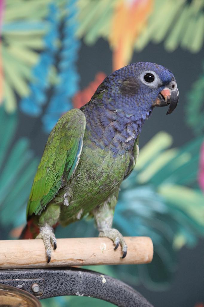 Lieve | Jonge Baby Pionussen Menstruus | Handtam | Getest