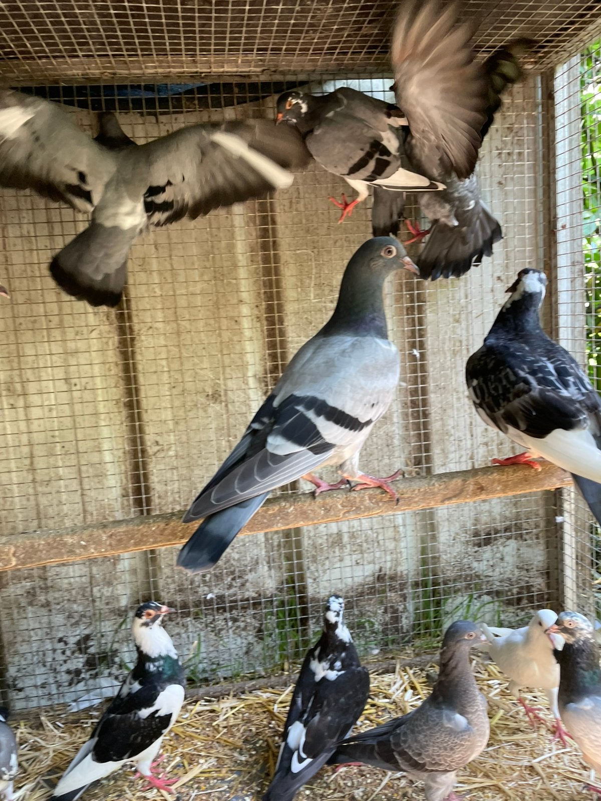 12 jonge kleine sierduifjes, Meerdere dieren, Overige soorten