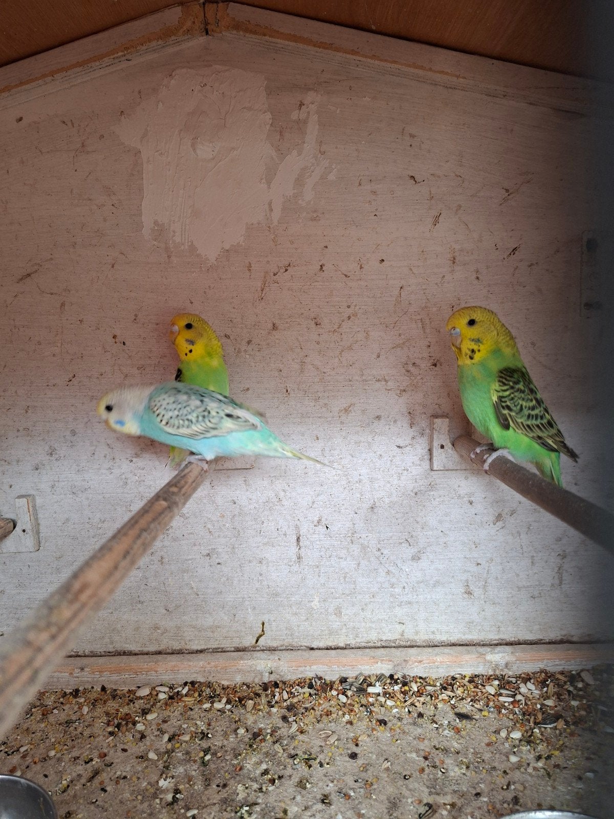 Jonge grasparkieten, Dieren en Toebehoren