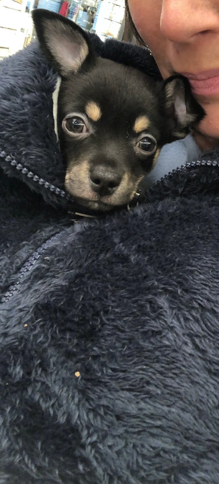 Gezocht onze Chihuahua!!, Dieren en Toebehoren