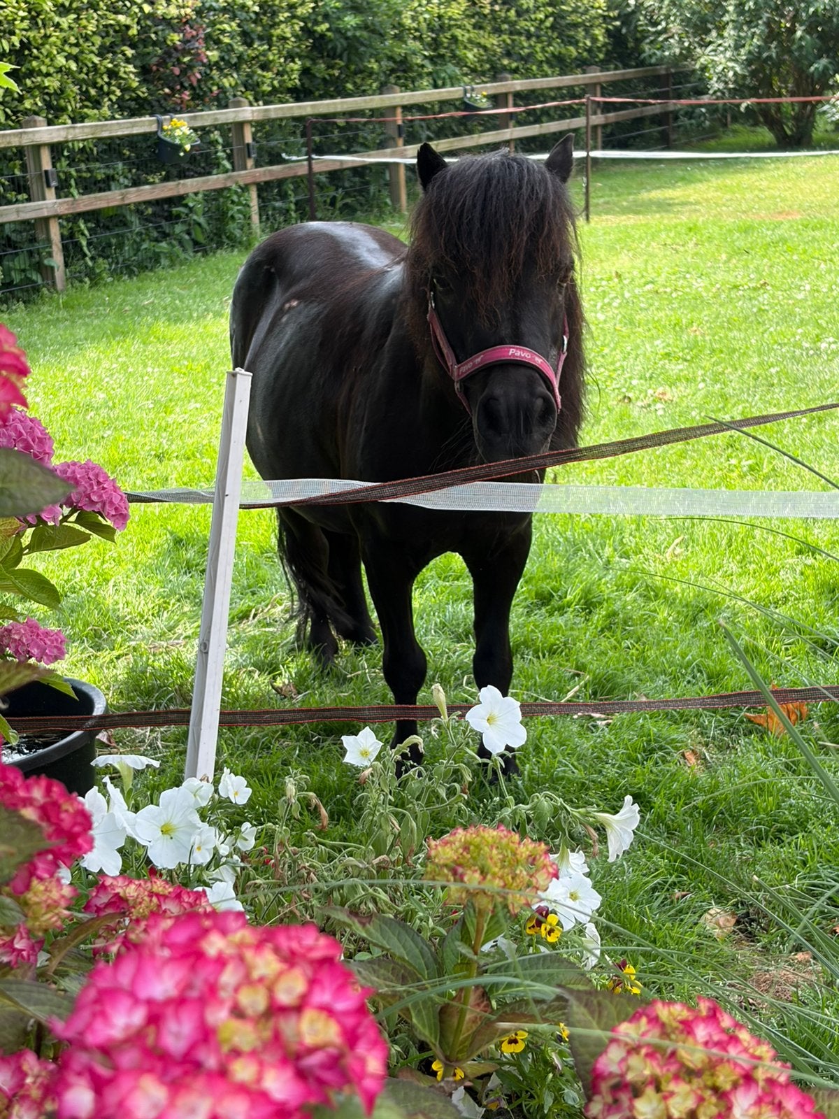 Shetlander merrie 21 jaar, Dieren en Toebehoren, Pony's, Merrie, Niet van toepassing, A pony (tot 1.17m), 11 jaar of ouder, Met stamboom