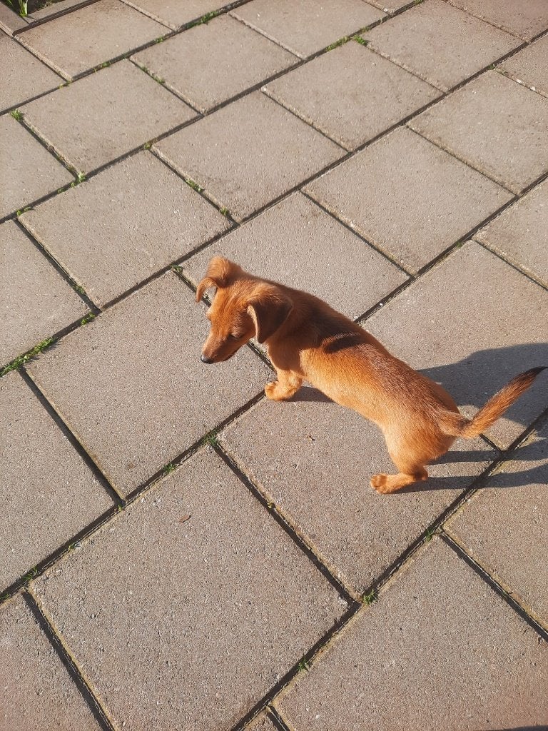 Pup, Dieren en Toebehoren, Eén hond, Nederland, Fokker | Hobbymatig, Reu
