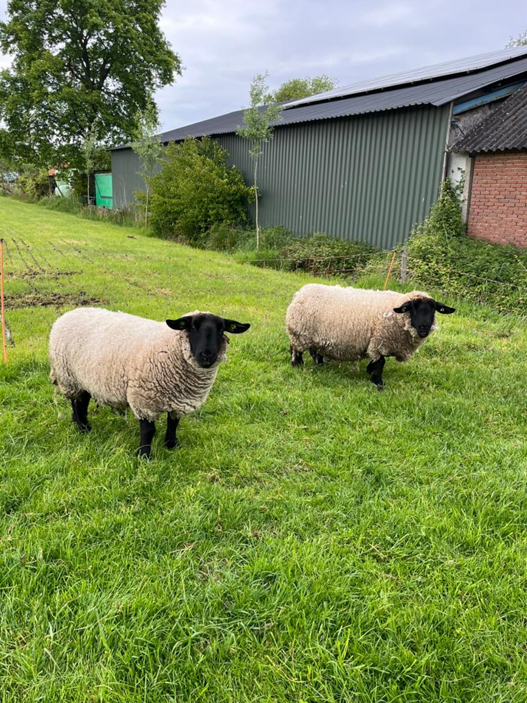 Suffolk schapen, mooie gezonde ooien, Dieren en Toebehoren, Schapen, Geiten en Varkens, Vrouwelijk, Schaap, 3 tot 5 jaar