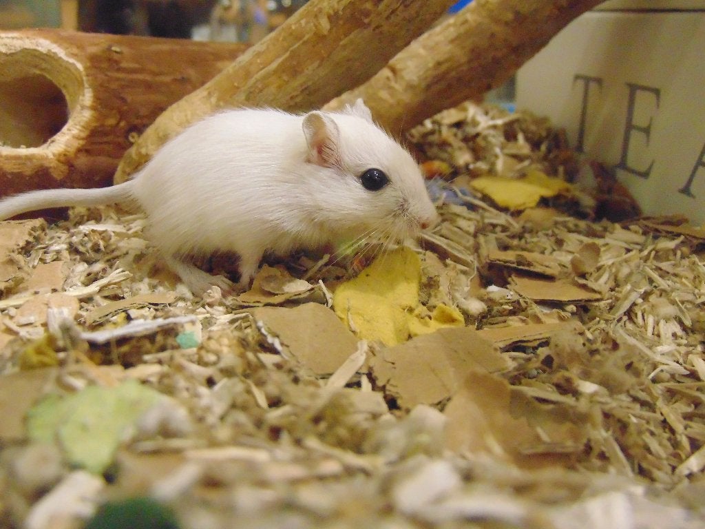 Gerbils (woestijnratjes) in Assen., Dieren en Toebehoren, Rat, Vrouwelijk, Tam, September