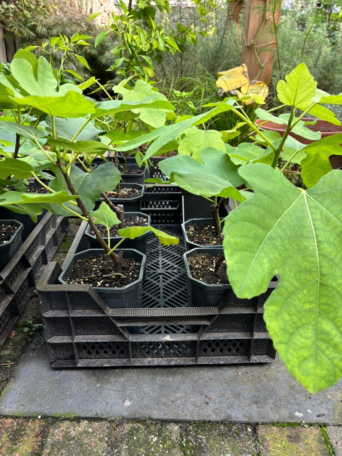 Vijgenplant (stek Ficus carica ‘Violette Dauphine’), Ophalen, Overige soorten, Volle zon