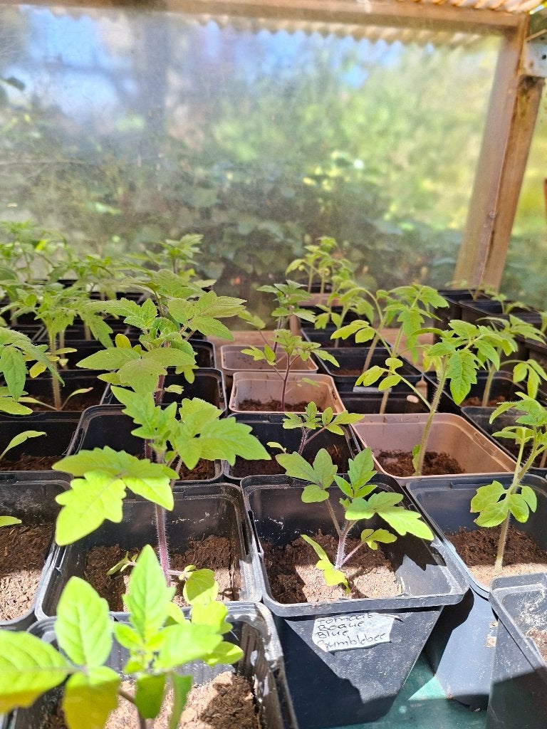 Moestuin Plantjes, Tuin en Terras, Ophalen, Volle zon, Groenteplanten, Eenjarig