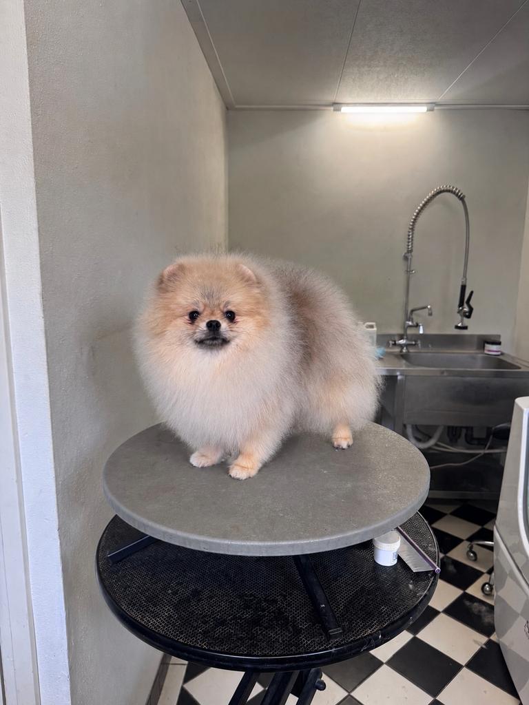 Pomeranian pomeriaan dwergkees Reu Stamboom Dekreu Potentie, Dieren en Toebehoren, Keeshond, 15 weken tot 1 jaar, Reu, Buitenland