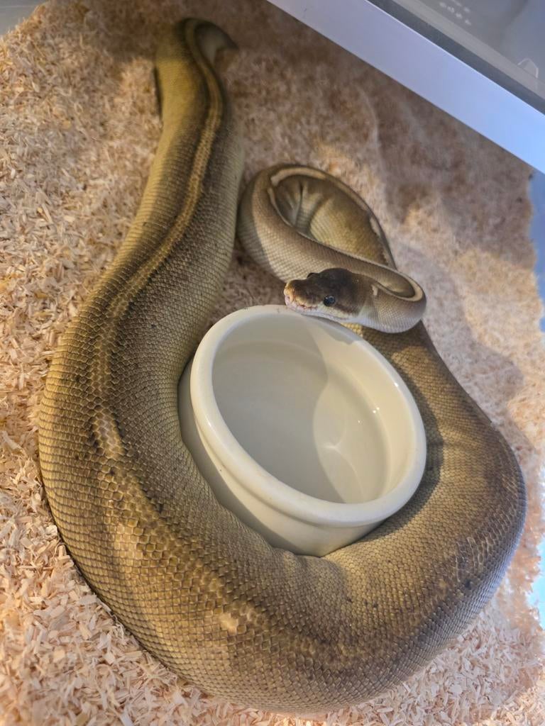 Koningspython- ballpython- python regius Ball Python - female for sale from MiSa