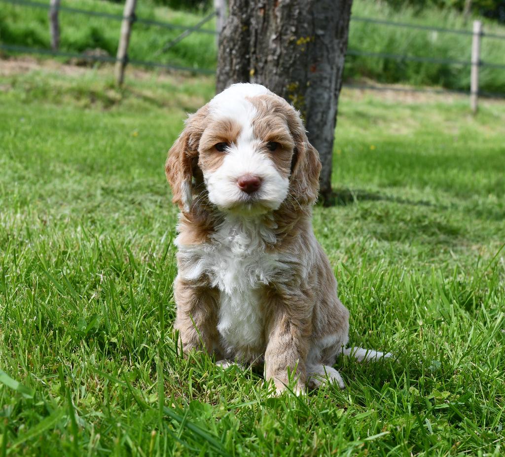 Australian Labradoodle pups uit geteste ouders, Parvo, Nederland, 8 tot 15 weken, Meerdere