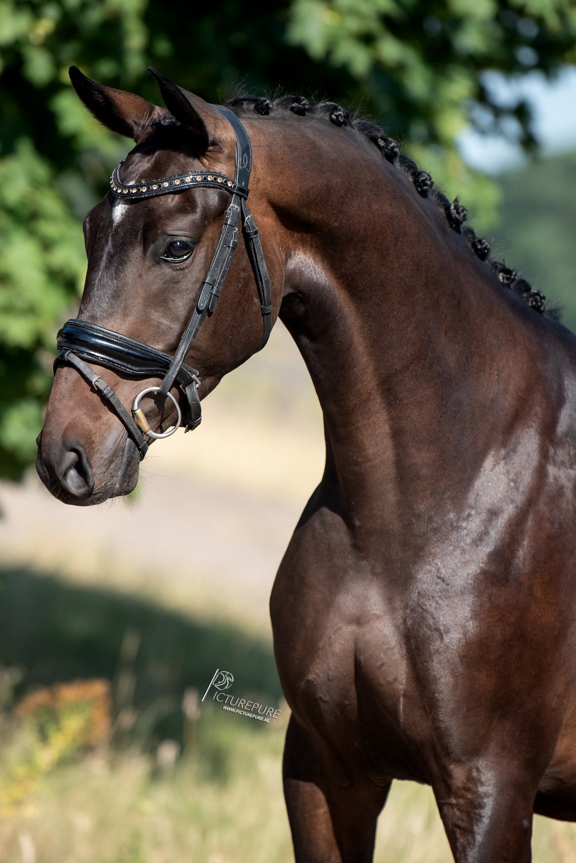 4 jr ruin fidertanz x first heinrich, Dieren en Toebehoren, Paarden, B, Ruin, Dressuurpaard, 3 tot 6 jaar