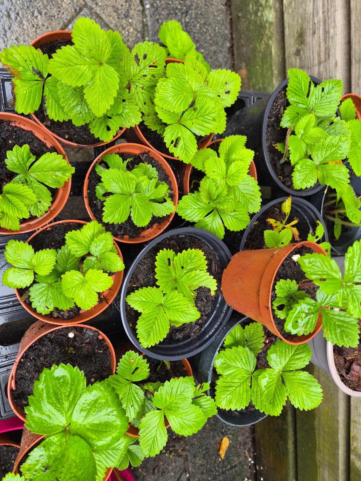 Aardbeien "Bubbleberry" plantjes, Ophalen, Volle zon