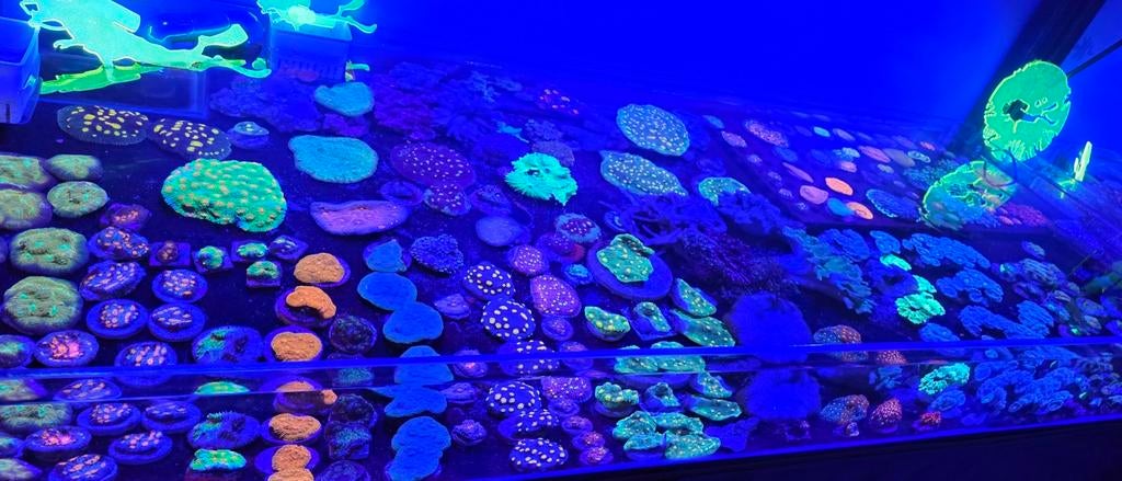 Prachtige Koralen - Divers Reef Store - Enorm Assortiment, Ophalen, Nieuw