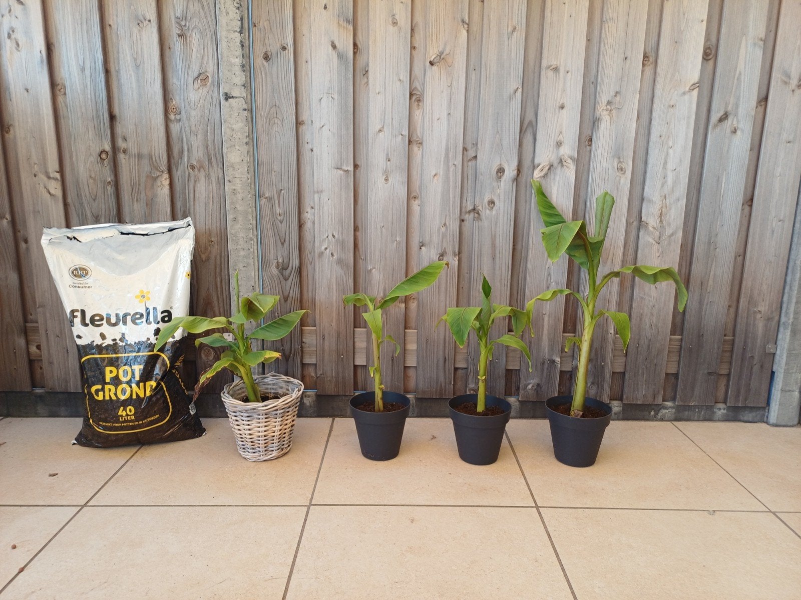 Musa Basjoo - Winterharde Bananenplant voor Buiten, Tuin en Terras, Ophalen, Vaste plant, Overige soorten, Volle zon