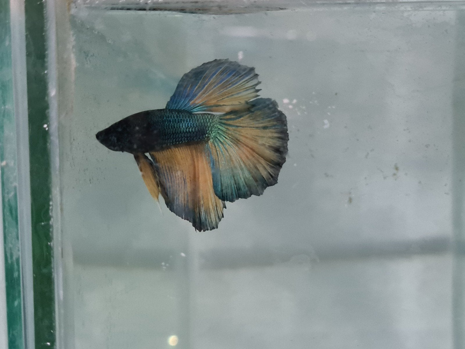 Betta splendens super delta kempvis man, Dieren en Toebehoren, Vis, Zoetwatervis