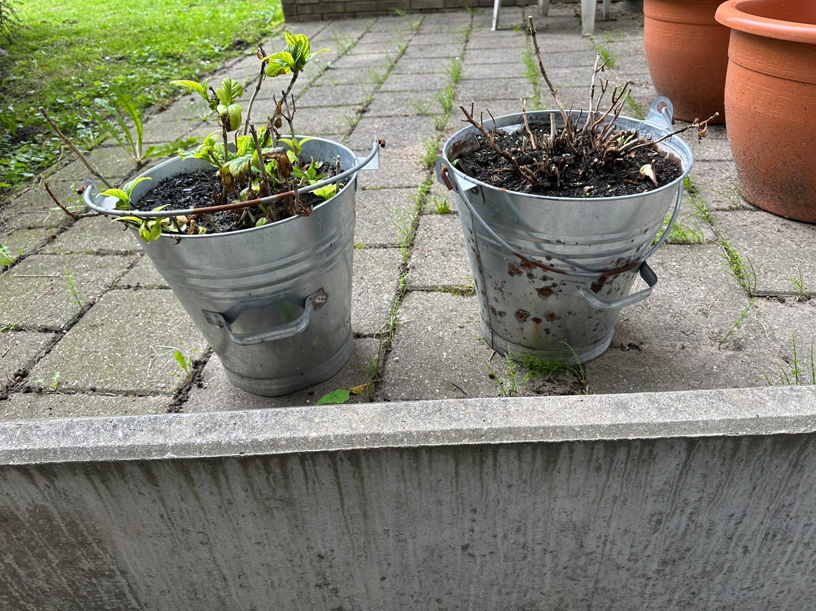 2 grote zink emmers met hortensia gratis ophalen, Tuin en Terras, Ophalen, Kunststof, Rond, Zo goed als nieuw