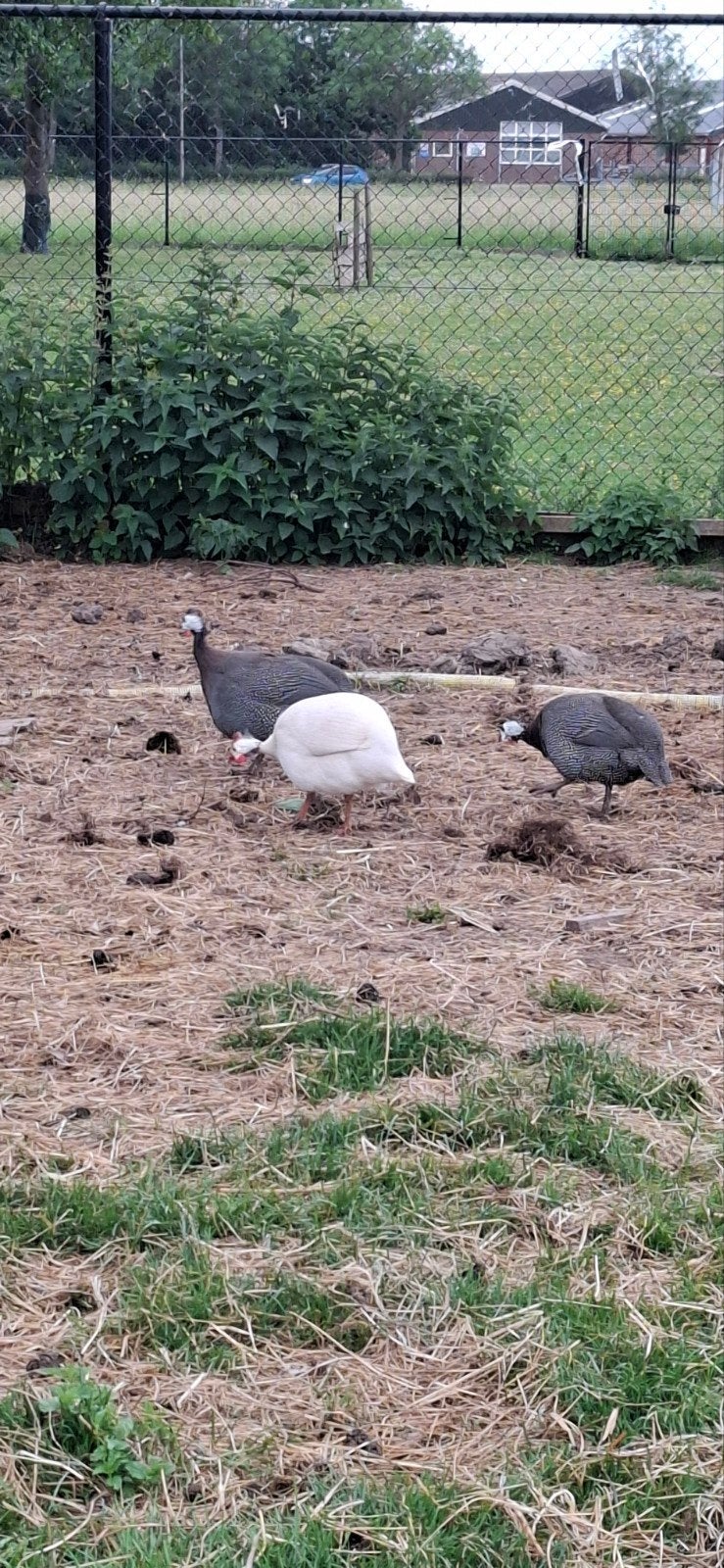 parelhoen kuikens, Dieren en Toebehoren, Pluimvee, Geslacht onbekend