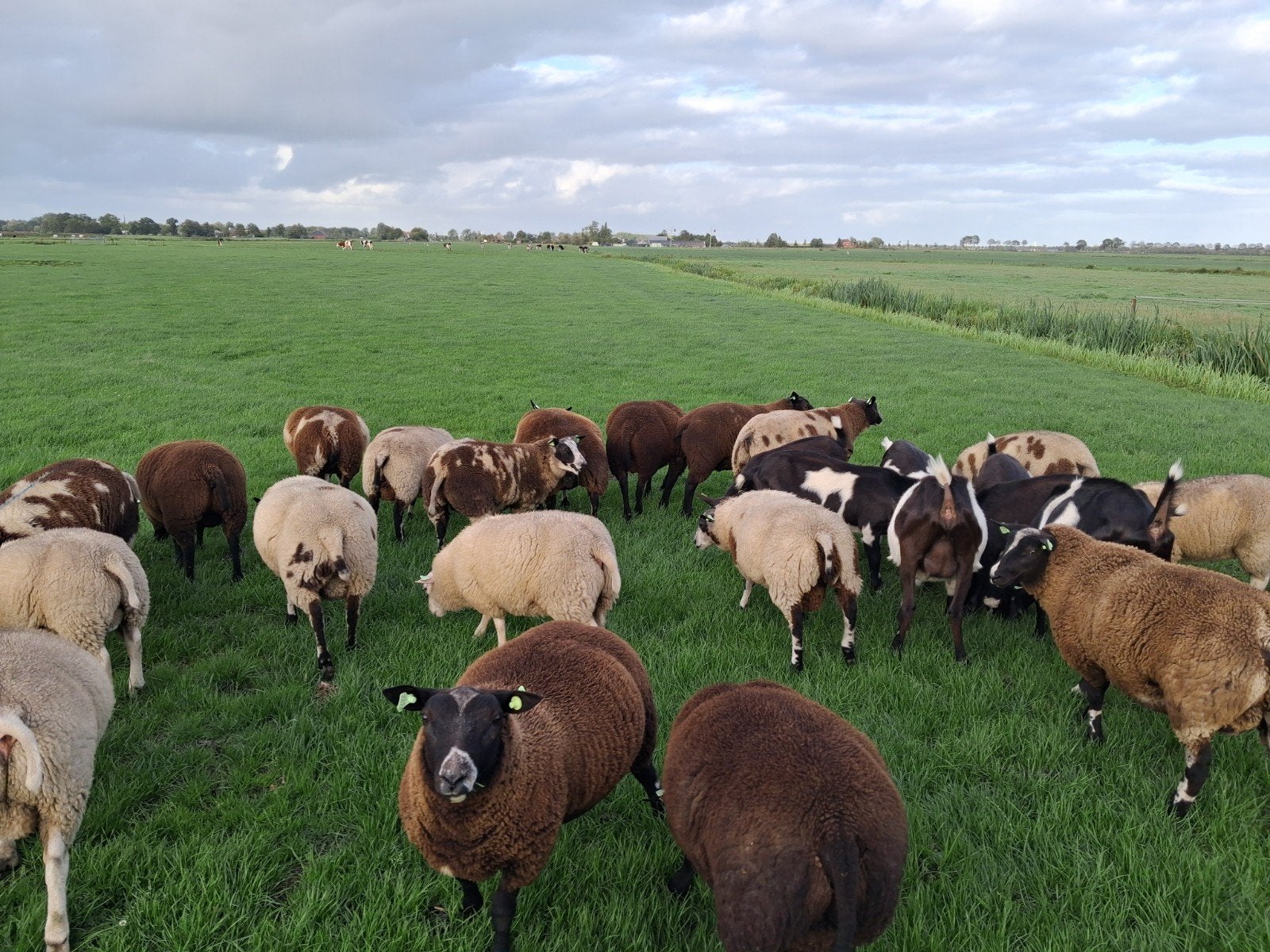 mooie lammeren te koop, Dieren en Toebehoren, Schapen, Geiten en Varkens, Meerdere dieren, Schaap, 0 tot 2 jaar