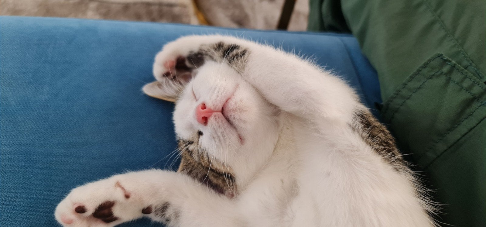 kitten, Poes, Met stamboom, 0 tot 2 jaar