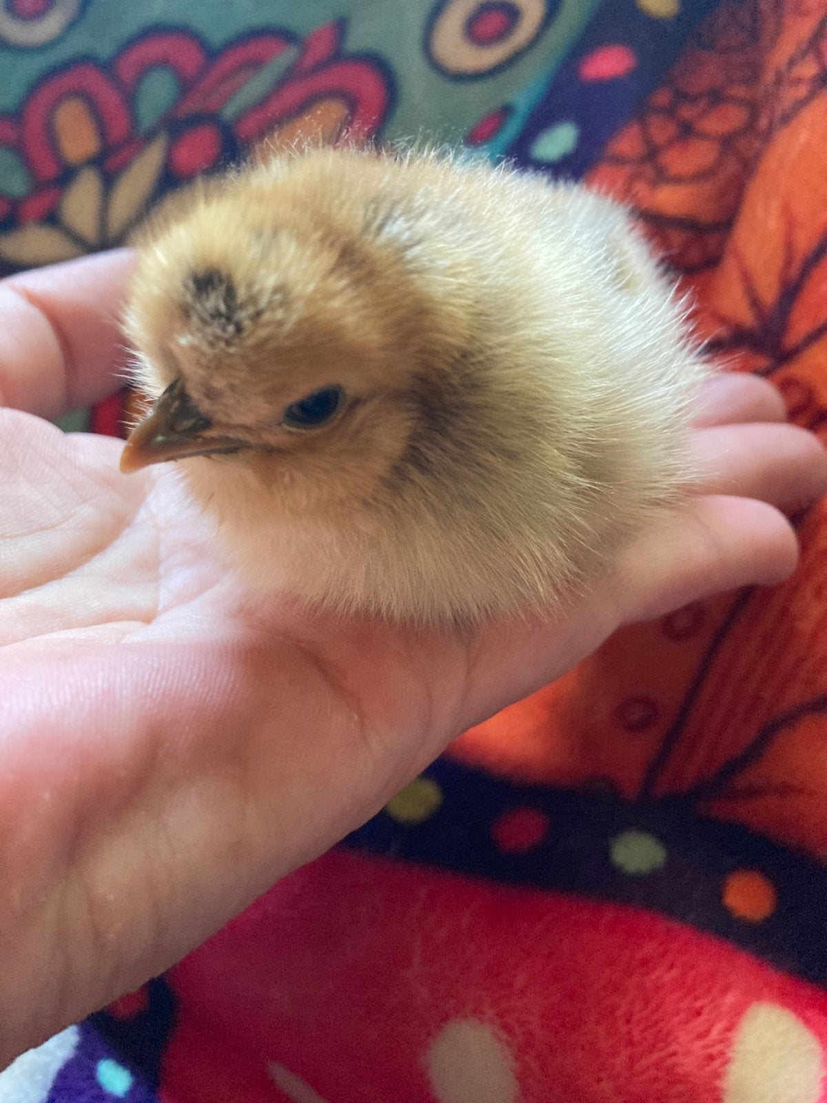 Kriel satijn kuikentjes moie kleuren ,ewentuel met lamp, Dieren en Toebehoren, Meerdere dieren, Kip