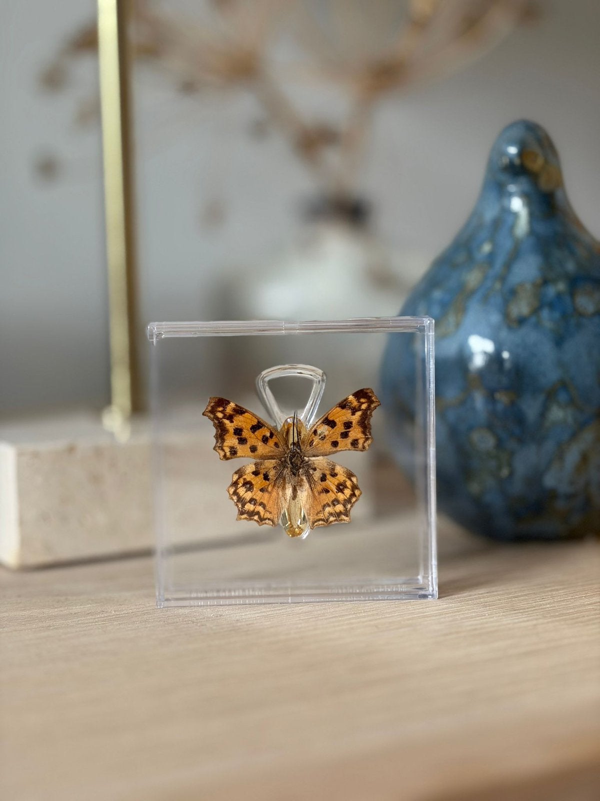 Opgezette vlinder in display, Ophalen of Verzenden, Nieuw, Insect, Opgezet dier