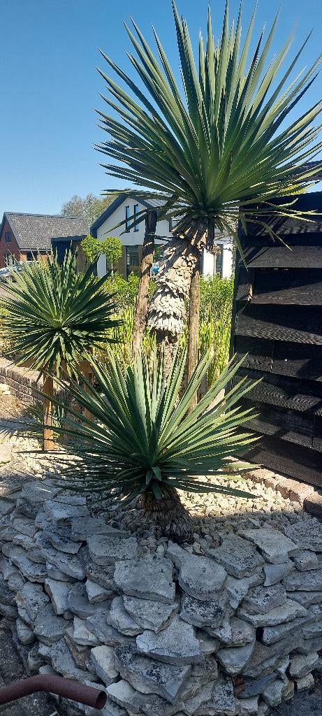 Yucca Gloriosa Stekjes – Sterk, Winterhard en Vol Karakter, Overige soorten, Volle zon, Eenjarig, Ophalen of Verzenden