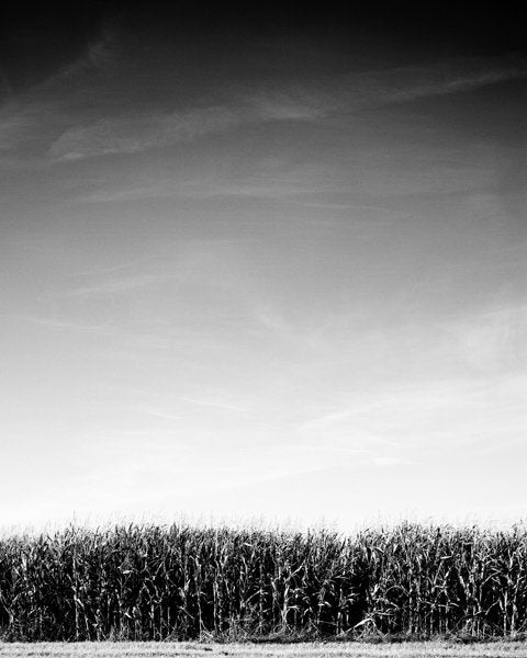 FRYSLÂN / 3-delige fotoserie / 2011 / EIGEN WERK, Ophalen, Foto, Fotografie, Met ophangsysteem
