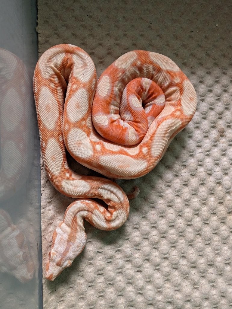 Albino / Blood / Red Dragon Boas Boa Constrictor photo 2