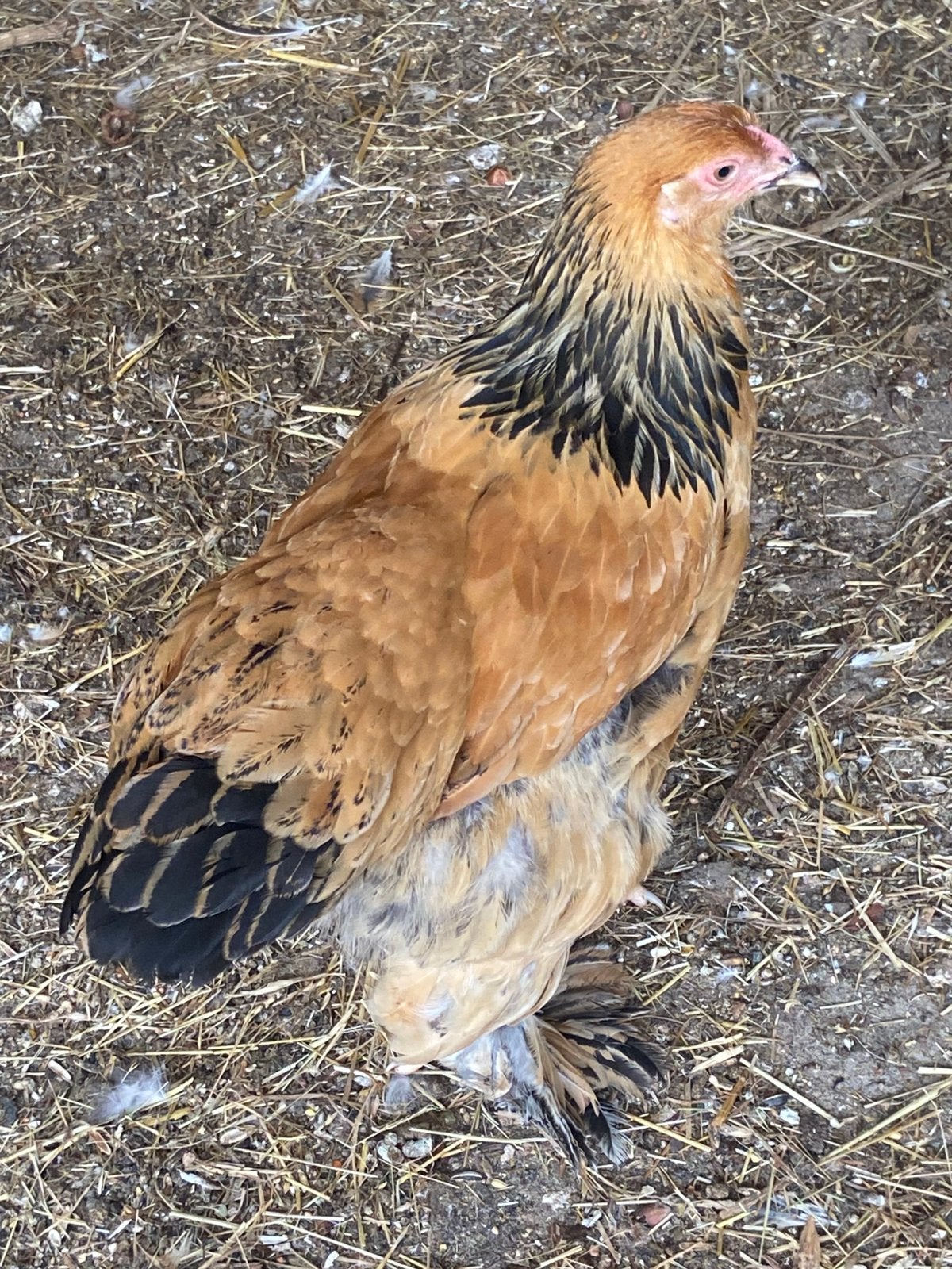Kleur- en Raszuivere brahma groothoender hennen en kuikens, Dieren en Toebehoren, Pluimvee, Kip