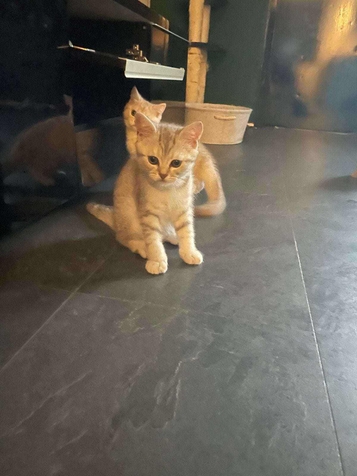 2 Kittens britse korthaar, Dieren en Toebehoren, Meerdere dieren, Kortharig, 0 tot 2 jaar