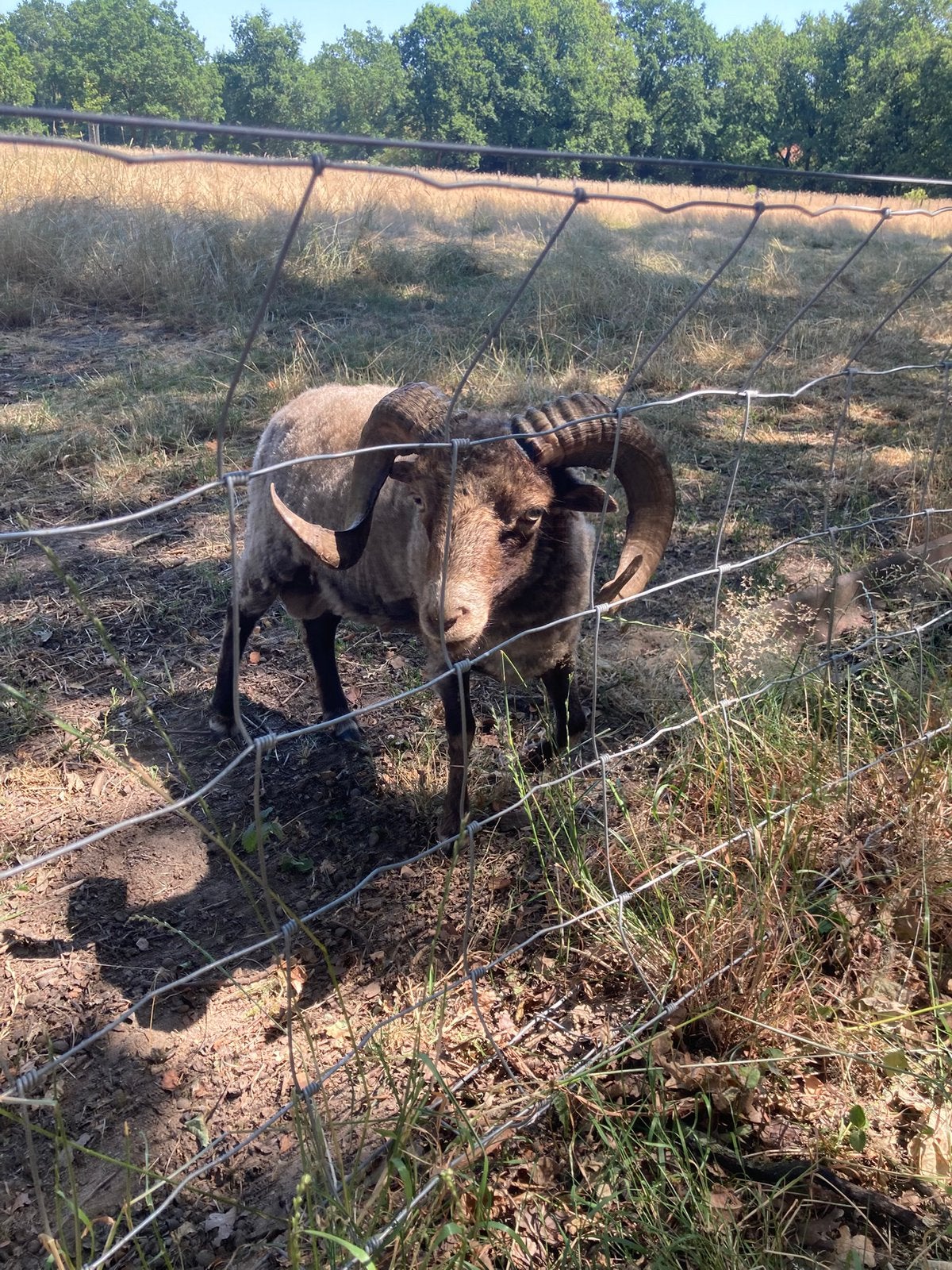 Oussant ram, Dieren en Toebehoren, Mannelijk, Schaap