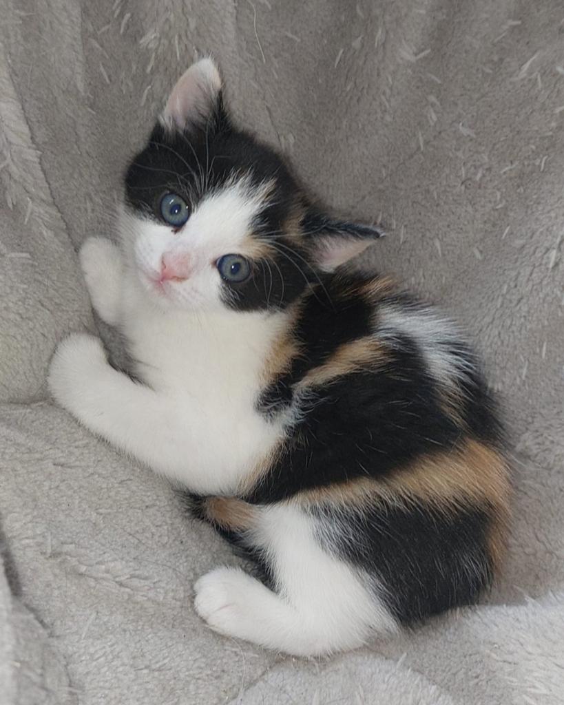 4 Britse Korthaar kruising kittens, Poes