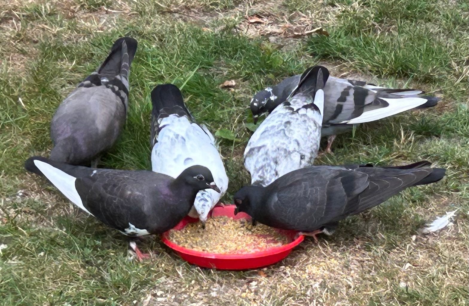 Leuke sierduiven 10 voor 10, Dieren en Toebehoren, Pluimvee, Meerdere dieren, Overige soorten