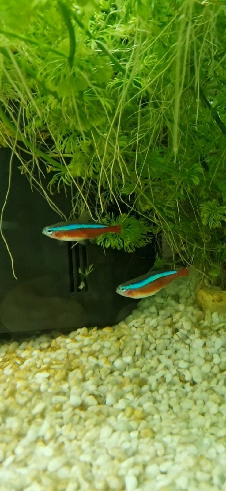 Kardinaaltetra's, scholenvissen, Vis