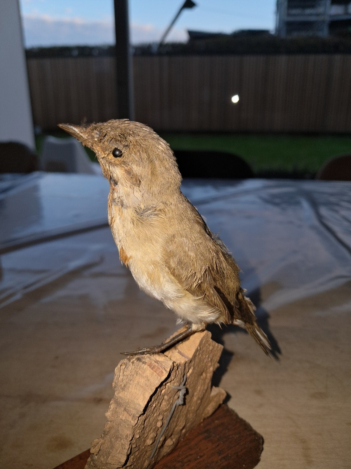 opgezette vogel taxidermie, Ophalen of Verzenden, Gebruikt, Vogel, Opgezet dier