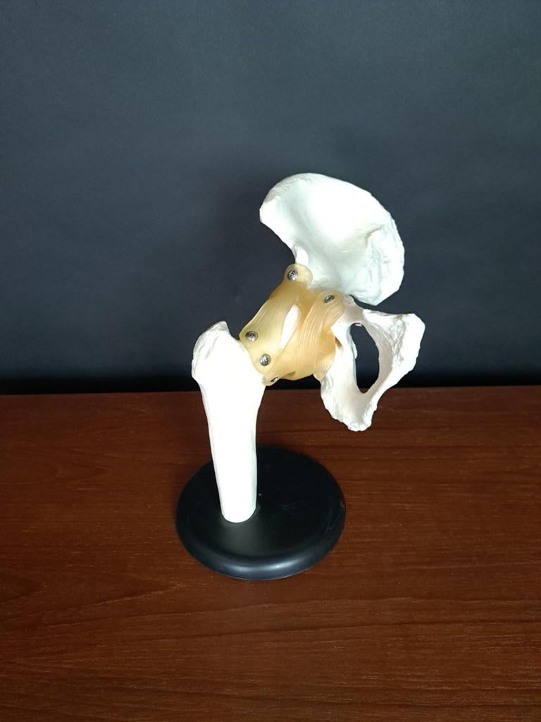 Vintage Anatomische Heup Model, Ophalen of Verzenden, ., ., .