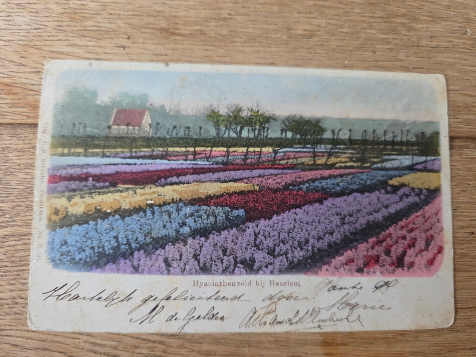 Bollenvelden Haarlem en omstreken, Ophalen of Verzenden
