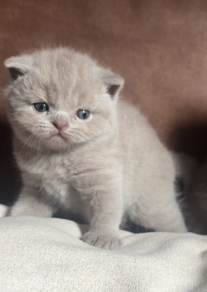 Schitterende britse korthaar kittens ❤️ Fawn en blauw, Meerdere dieren, Ontwormd, 0 tot 2 jaar