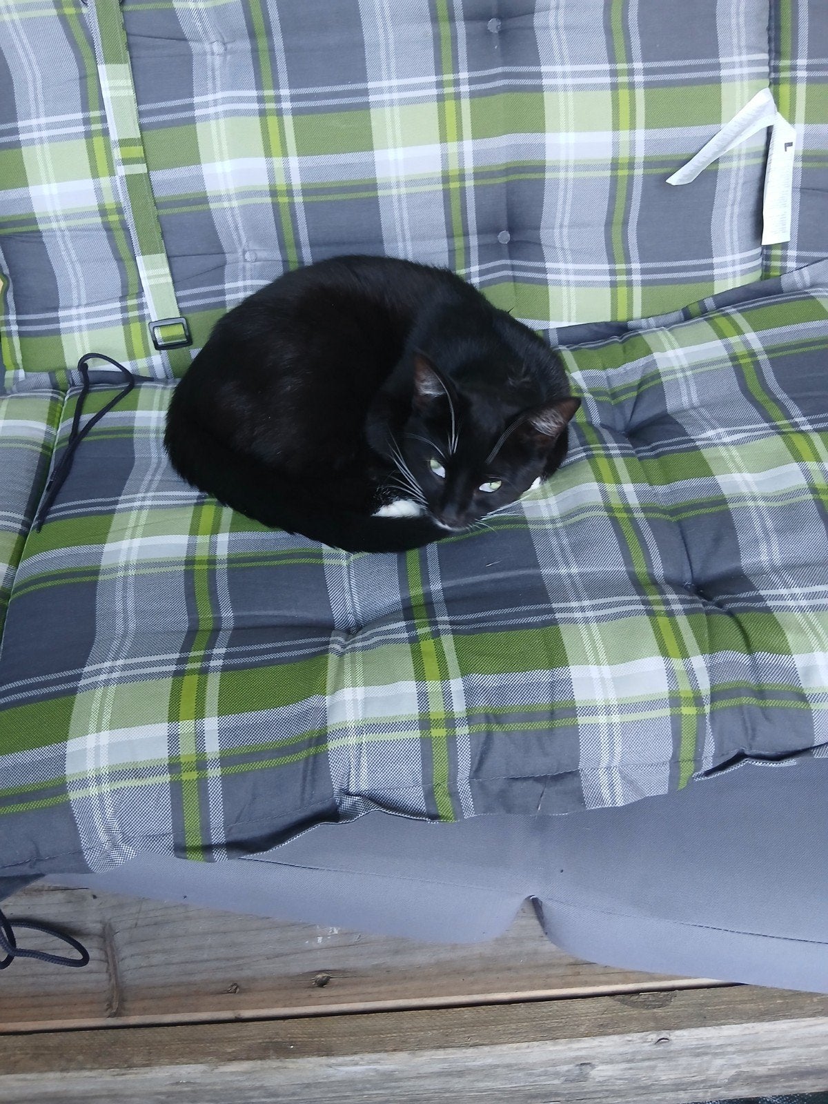 man kat gratis, Ophalen of Verzenden