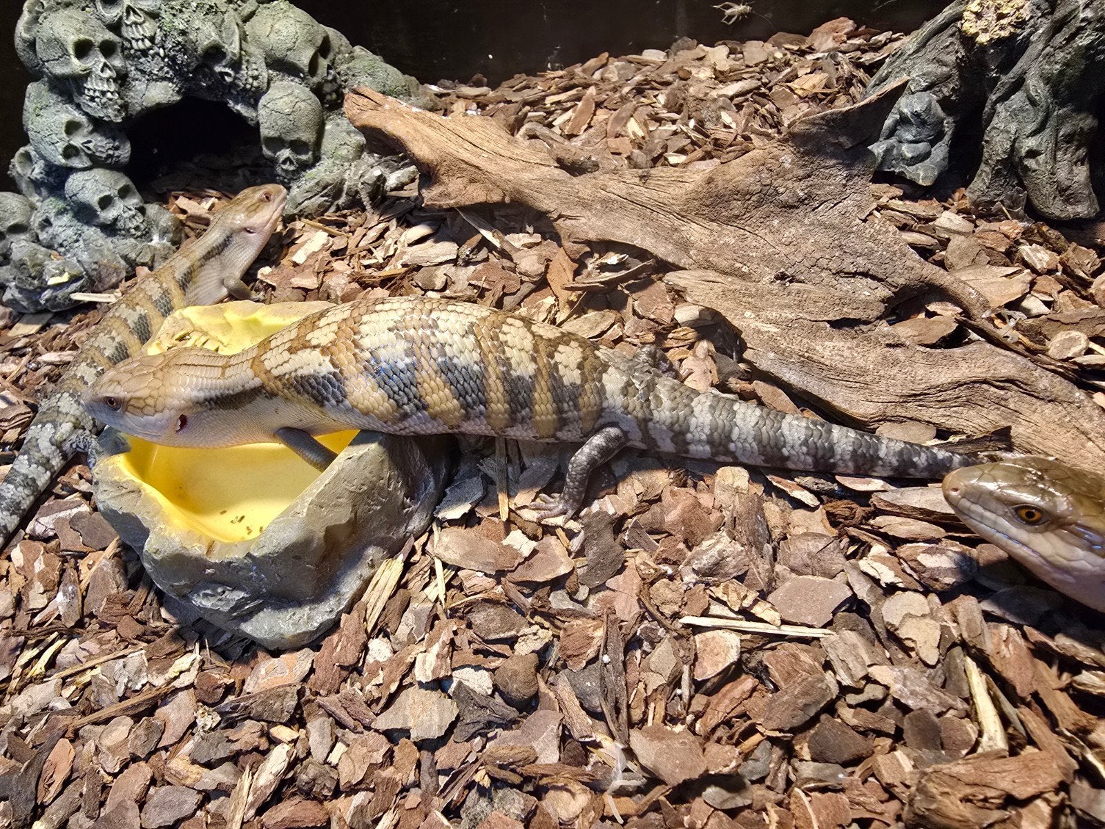 Tiliqua scincoides intermedia Blue Tongue Skink photo 2