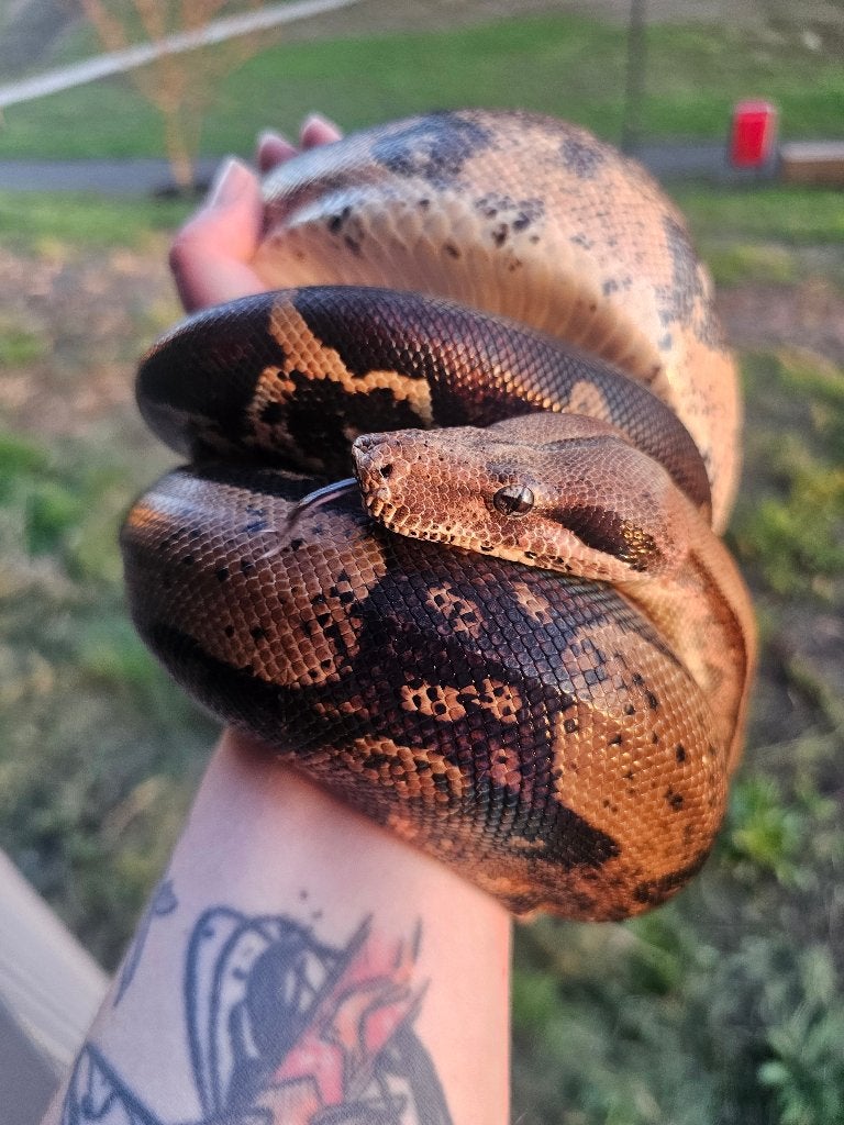 Pinkish fire vrouw boa imperator Boa Constrictor photo 3