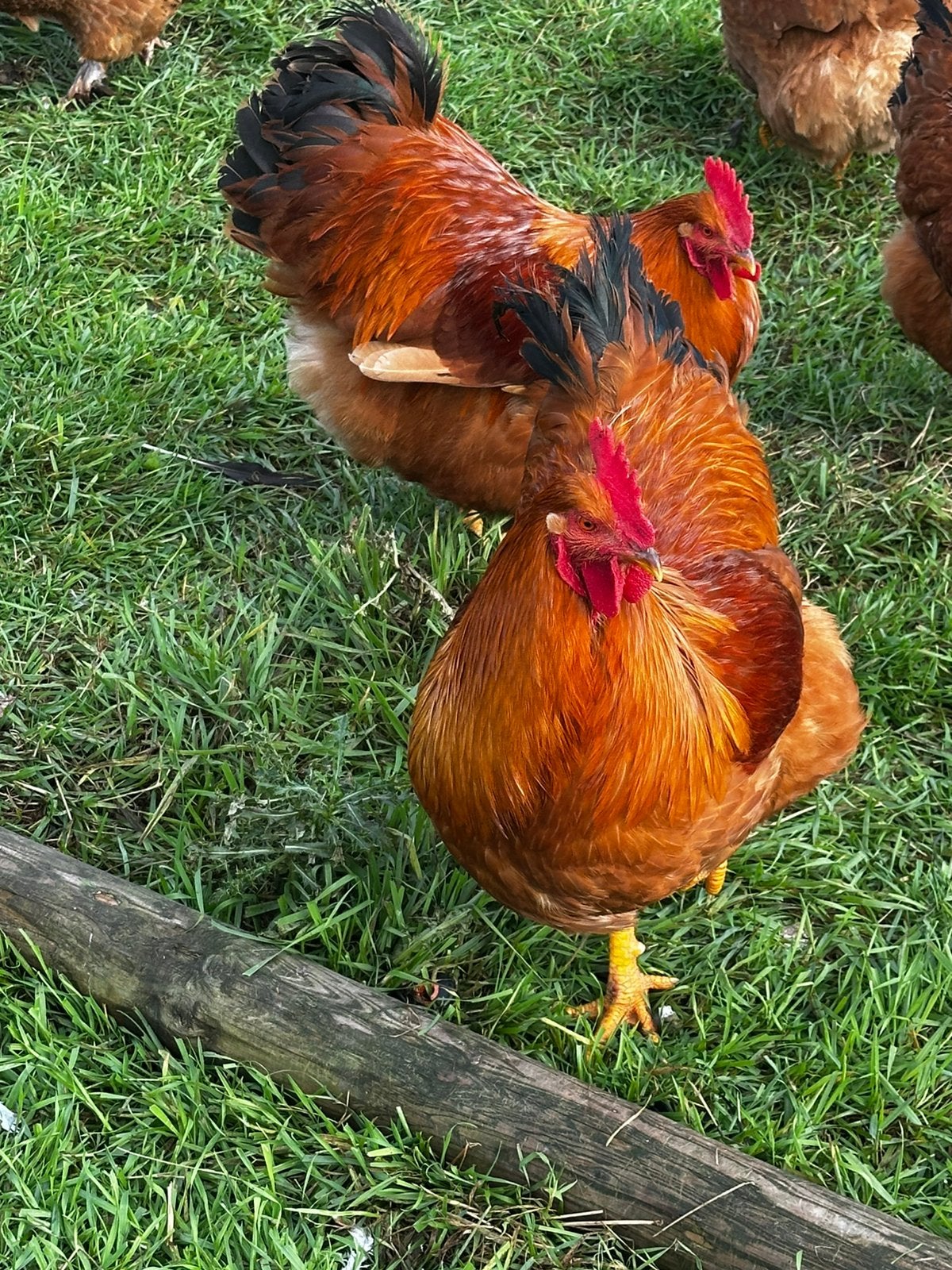 New Hampshire haan, Dieren en Toebehoren, Mannelijk, Kip
