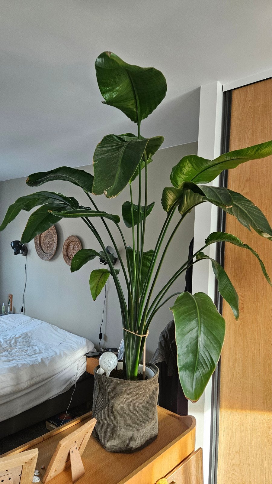 Strelitzia Nicolai - Paradijsvogelplant, Ophalen, Halfschaduw, 150 tot 200 cm