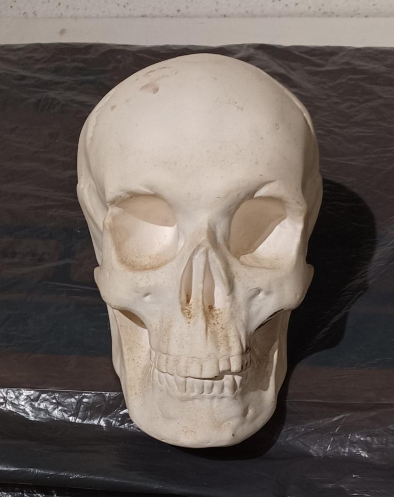 Skull Schedel van Gips 20 x 10 cm, Ophalen of Verzenden